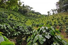 Columbia Supremo: the finest boutique coffee of Colombian coffee