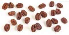 Blue Mountain Coffee Origin Blue Mountain Coffee Tree Blue Mountain Coffee producing area