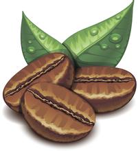 Production method of coffee beans the production process of coffee beans
