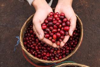 Is there any skill in picking coffee beans? country of origin and name of coffee beans