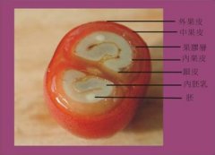 The structure of berries from outside to inside coffee fruit
