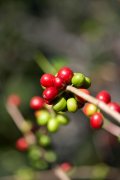 Coffee bean selection guide to select coffee beans to eliminate defective beans