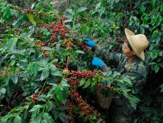 Uganda's best coffee boutique coffee black coffee