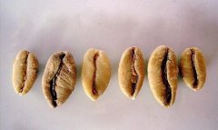 SCAA American boutique coffee association and scae European boutique coffee association Gold Cup boutique cup coffee