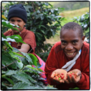 Peruvian fine coffee is characterized by excellent wet American fine coffee