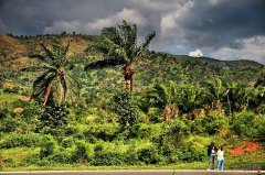 Blue Mountain Boutique Coffee Jamaica