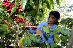 The characteristics of Brazilian coffee what are the varieties of Brazilian coffee