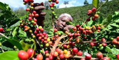 The true and false excuse of Blue Mountain Coffee? The best blue mountains