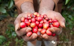 Villa Donica Manor Panama Fine Coffee Manor