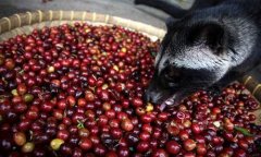 Civet Coffee (Kopi Luwak) is the most expensive coffee among many.