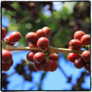 The birthplace of coffee-an important coffee producer in Ethiopia