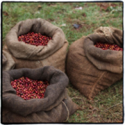High-quality coffee black coffee in coffee-producing areas of Brazil