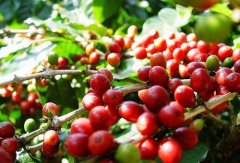Three kinds of Falim Coffee Fine Coffee treated by Water washing, Solar washing and semi-washing