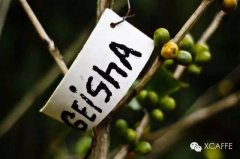 Bali Karana Kintamani Volcano Ubu processing Plant Solar Fine Coffee