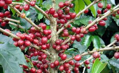 How to choose a bean grinder? Coffee equipment grinder brand with what kind of grinder good?