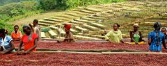 Brazil Hirado Arimento Farm Citrus Bright Farm Alimentos Manor