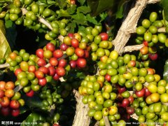 Shakisso producing area of Sidamo Guji Shaqiso, Sidamo, Ethiopia
