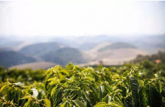 Zambian coffee is full of wild flavor and sage aftertaste AA + coffee beans