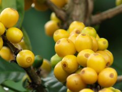 Milk chocolate flavor macro Honduras San Juan Xido bourbon single