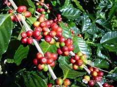 Bolivia's Lake Titicaca area tapping Pagabana small farmers American flavor beans