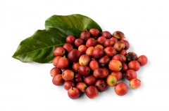 Guatemala boutique coffee beans Vivetnam fruit producing area coffee ripe beans Guatemalan coffee