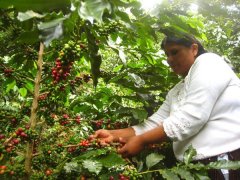 Micro-production of clean medium alcohol sucrose from Santa Rita santa rita, Colombia, in the Andes