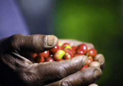 Soft fruit acidity and aroma Java boutique coffee flavor thick Asian Java flavor