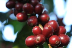 Mexican coffee Vivetenango Coffee quality Mexican Coffee from Chiapas