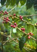 A basic overview of the micro-producing areas of the Andes in santa rita Manor Santa Rita, Colombia