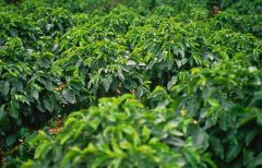Salvadoran coffee SHG boutique grade pacamara grading standard El Salvador
