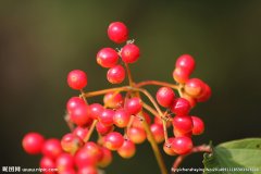 90 + Ethiopia, Achira (Achilla) producing area has a rich floral smell and a clear sense of fruit juice.