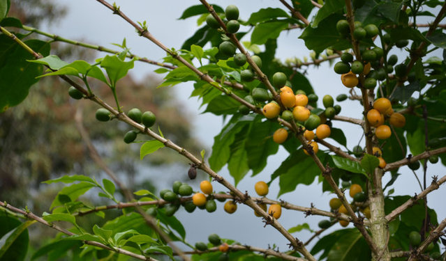 SCAA interprets Typica and Bourbon of Fine Coffee