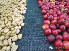 Juliet (Juliette H2) 90 + Panama Rosa Manor Flavor characteristic expensive Coffee