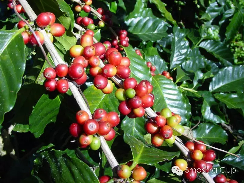 Semi-washing treatment of Carmen Manor in Panama WBC entry bean list