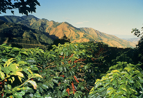 Single Coffee Yellow Honey treatment of Coffee Raw beans in Costa Rica Yerzaro processing Plant