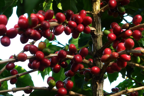 El Salvador Ataisi Manor Pacamara boutique new beans, coffee, raw beans