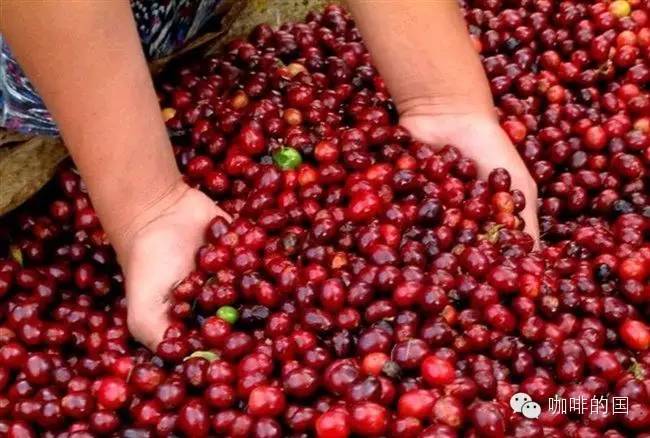 Adado Adado Cooperative Sidamo-Bule soft acidity and citrus flavor