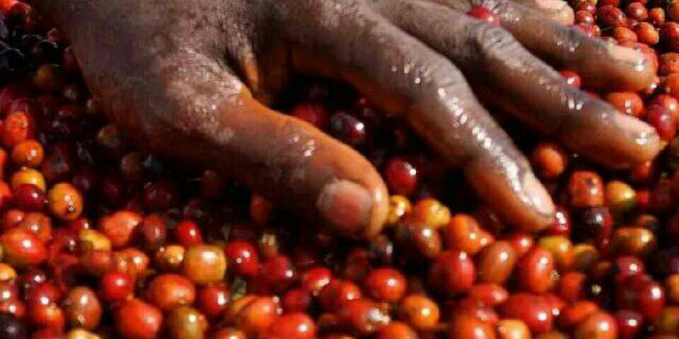 Jasmine, special sweetness, citrus chocolate and other flavors of Panamanian coffee flavor, characteristics