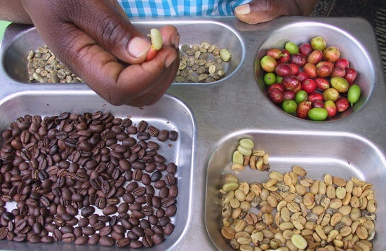 American Coffee Special Acid Puerto Rican Coffee Flavor, characteristics, taste and Manor introduction