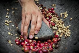 The characteristics of Jamaican Coffee varieties with low yield and Fine Coffee Flavor in Manor