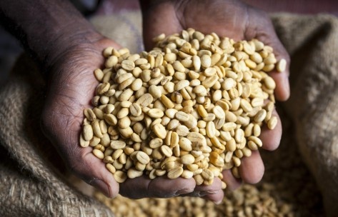 Authentic Yunnan small grain iron pickup coffee variety characteristics taste manor boutique coffee bean flavor introduction