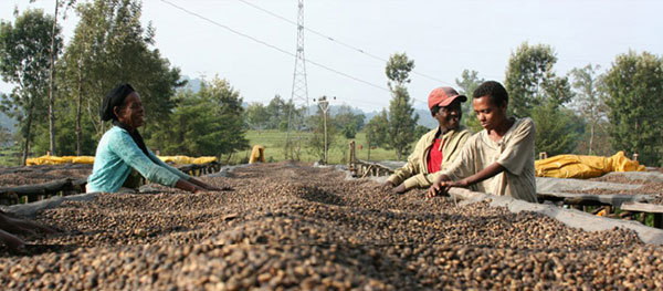 Unique flavor of Ugandan coffee varieties taste introduction of boutique coffee beans in manor