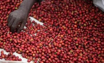 Characteristics of authentic Yunnan small Coffee varieties introduction to Fine Coffee beans in Manor