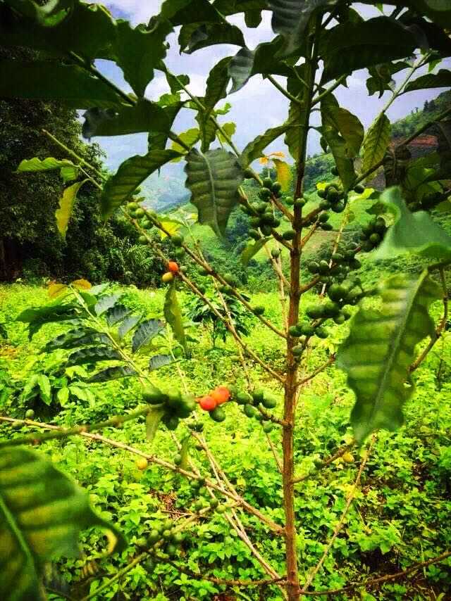 Antigua coffee varieties with rich and balanced aroma taste characteristics manor boutique coffee bean flavor introduction