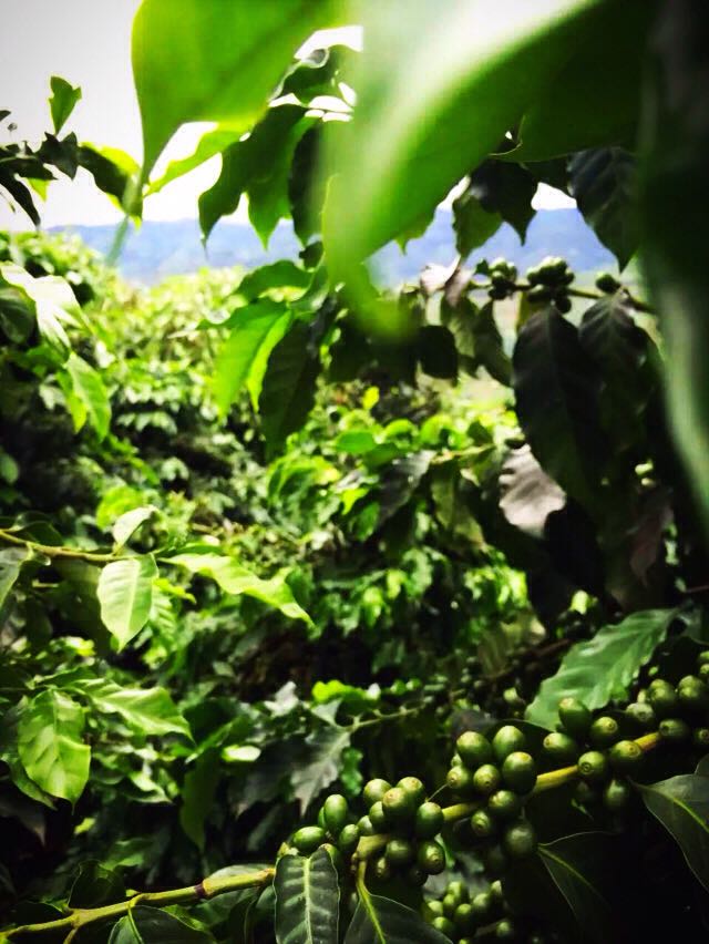 Taste characteristics of Cupid Coffee varieties with long-lasting fragrance and Flavor of Fine Coffee beans in Manor