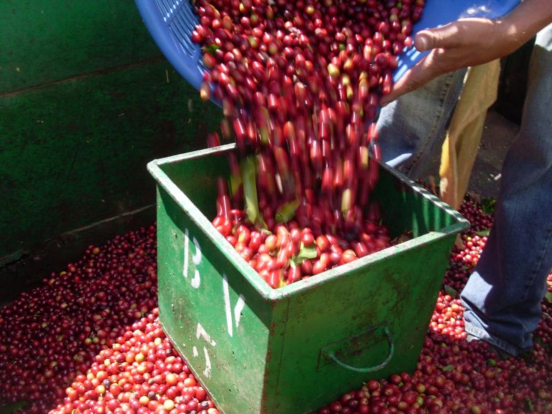Fruit Flavor Banqi Maggie Coffee Variety Taste Manor introduction to the Fine Coffee Bean