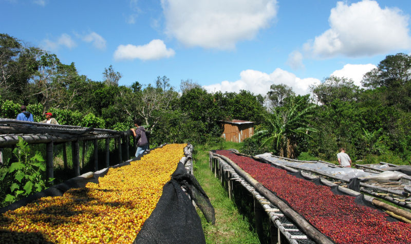 Attractive aroma of nuts Hawaiian coffee varieties taste manor characteristics introduction to the flavor of fine coffee beans