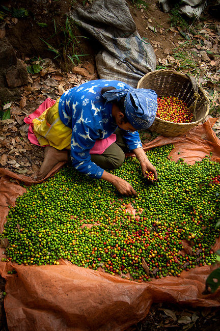 Rich and balanced aroma Antigua coffee varieties taste manor characteristics boutique coffee bean flavor introduction