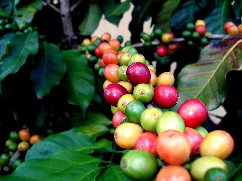Full-bodied flavor with excellent acidity Burundian coffee varieties taste manor characteristics boutique coffee