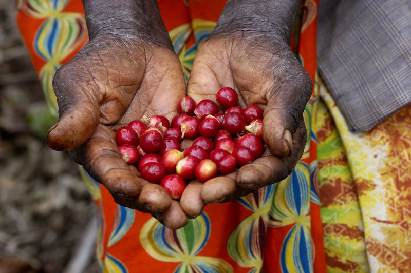Introduction to the flavor of high-quality coffee beans in the manor